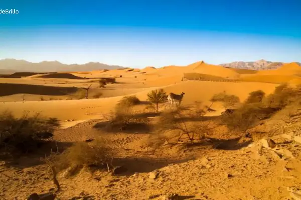 Siwa Oasis Safari Adventure (4 Days/3 Nights)